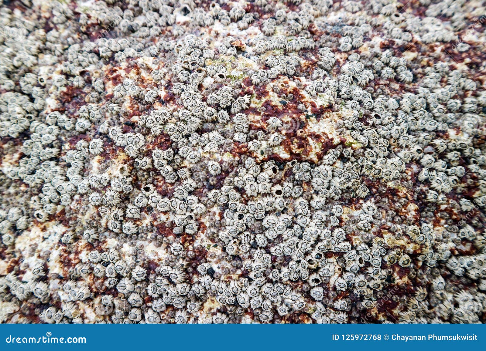 This Barnacle Arthropod Has Attached Itself to the Toughest Shell This Ocean Knows