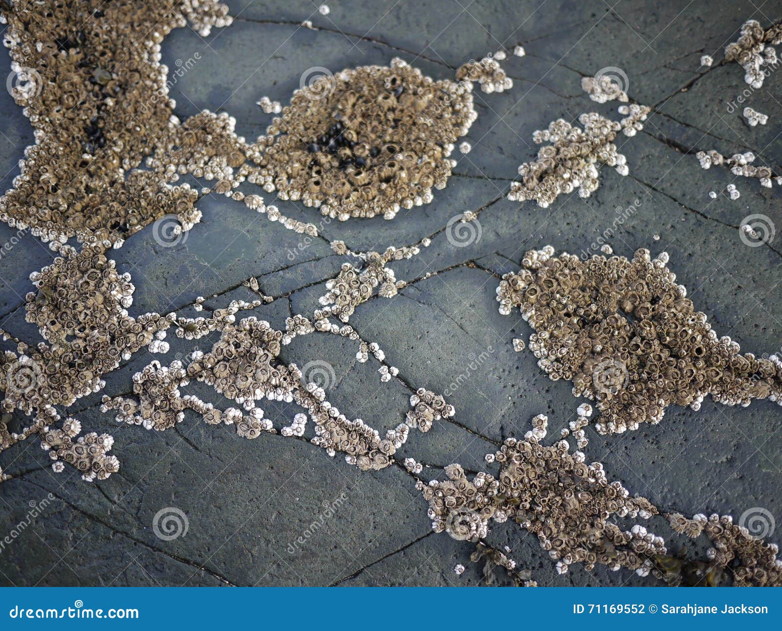 Barnacles Shells Attached To Rock in a Pattern Stock Photo Biology Diagrams