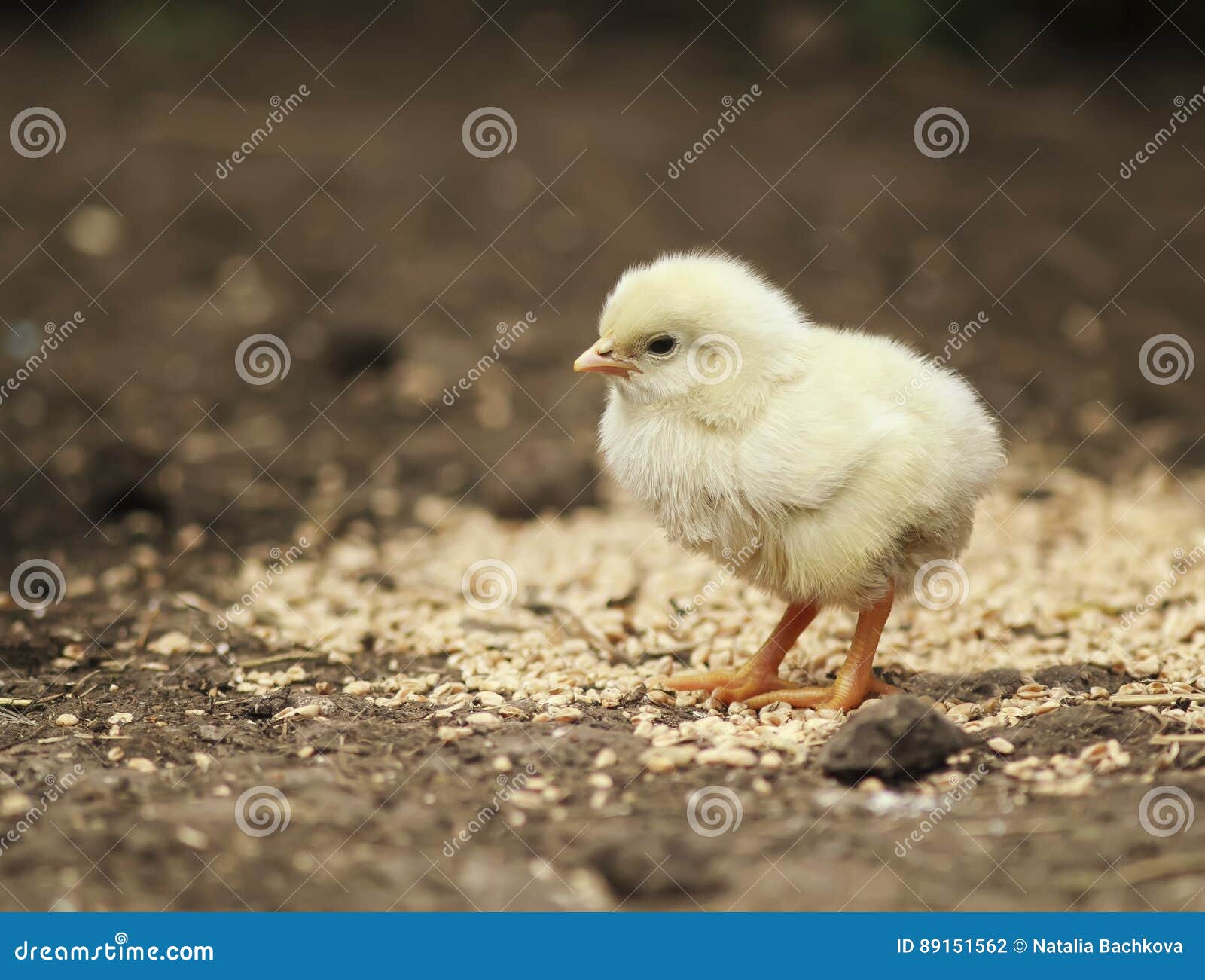 Barnyard Funny Little Chicken Walking Around the Farm Yard Stock Photo -  Image of seed, bird: 89151562