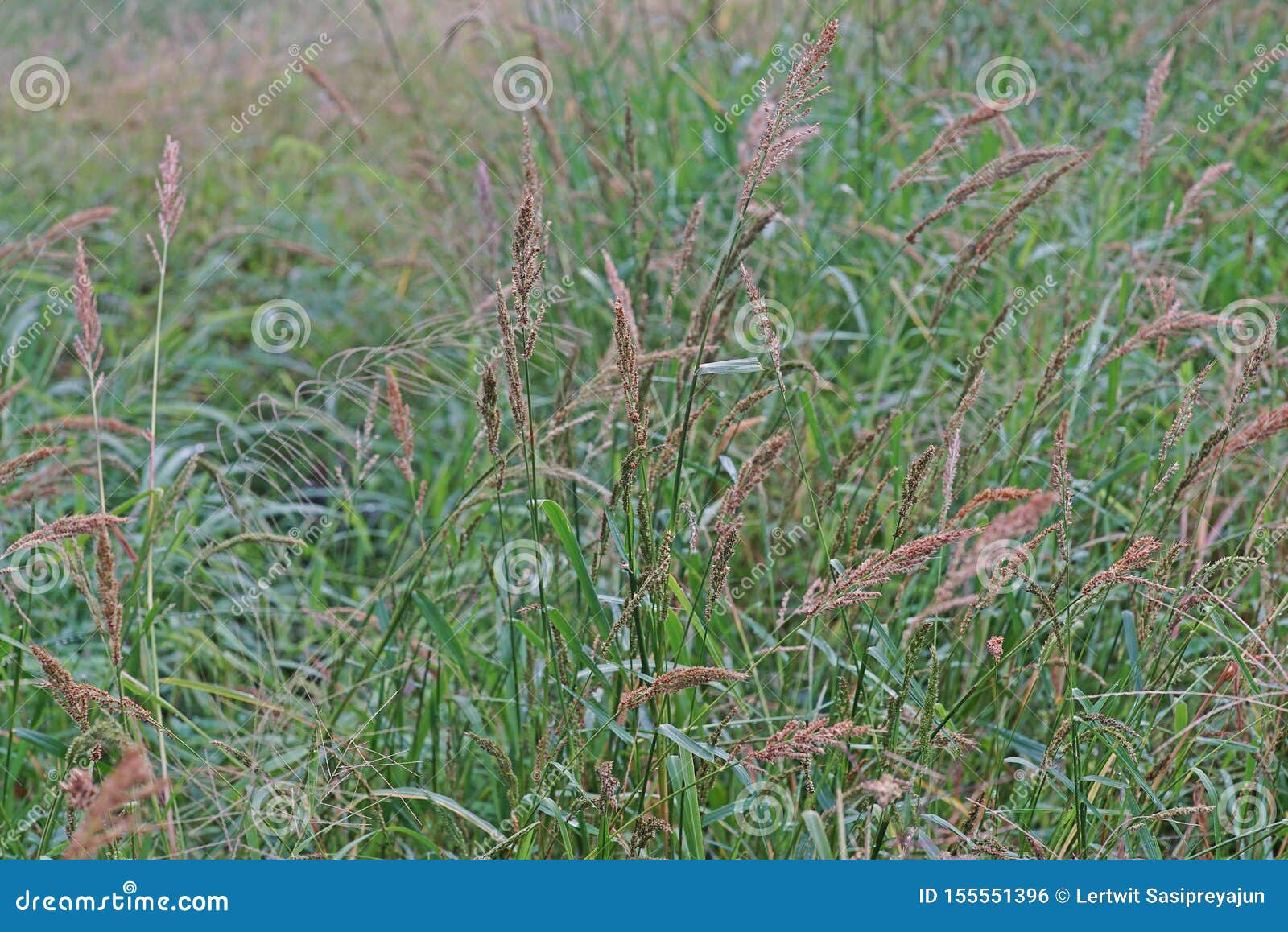 Barnyard Grass Infested Rice Field Stock Photo Image Of Flower