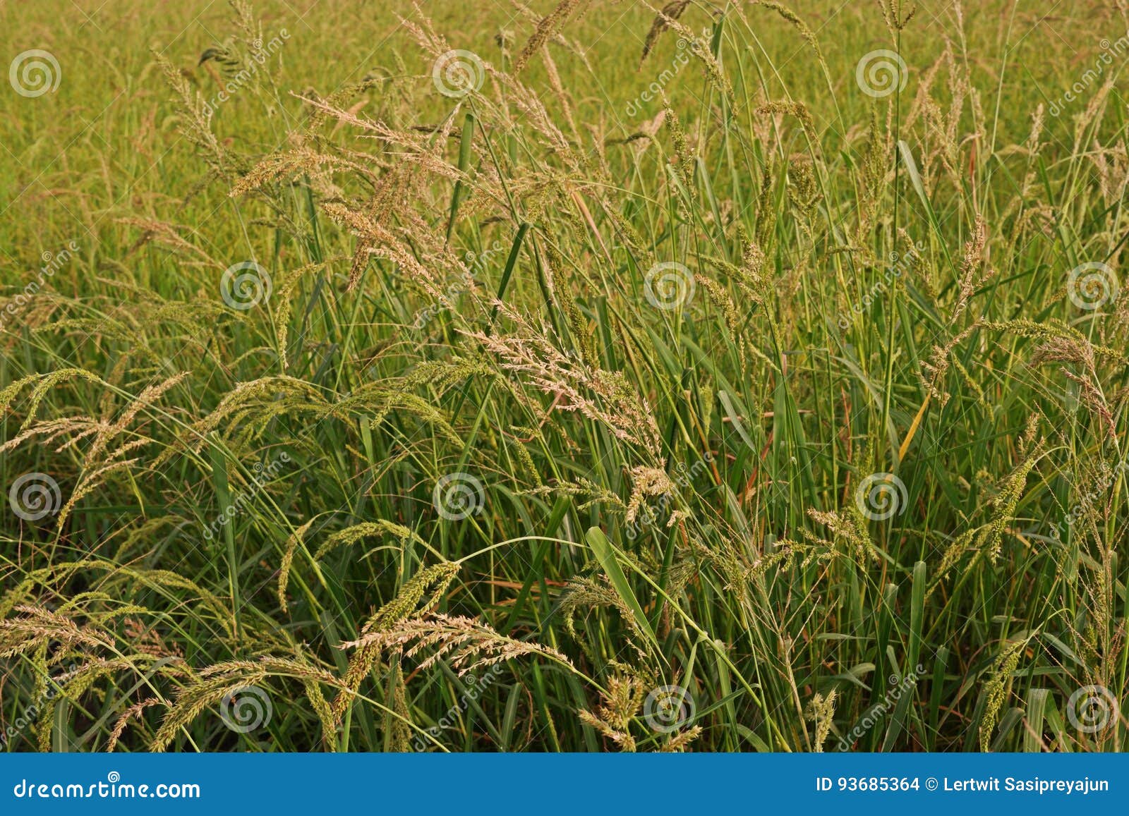 Barnyard Grass Weed Stock Photo Image Of Beautiful Flower 93685364