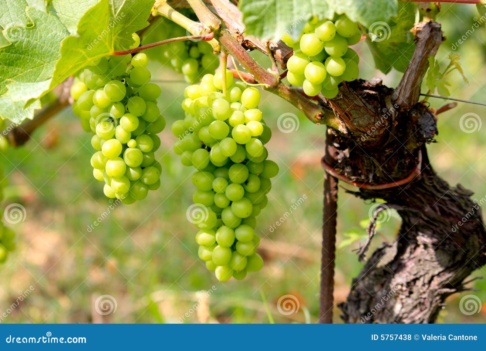 barolo grapes