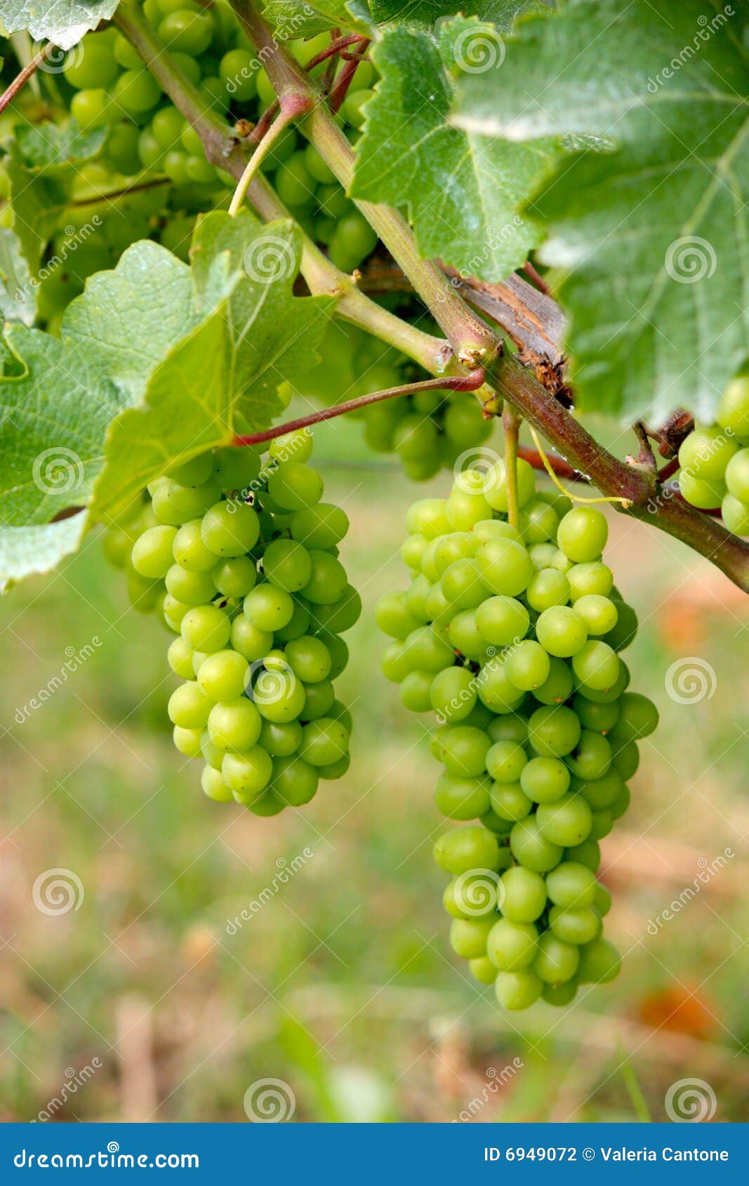 barolo grapes in italy