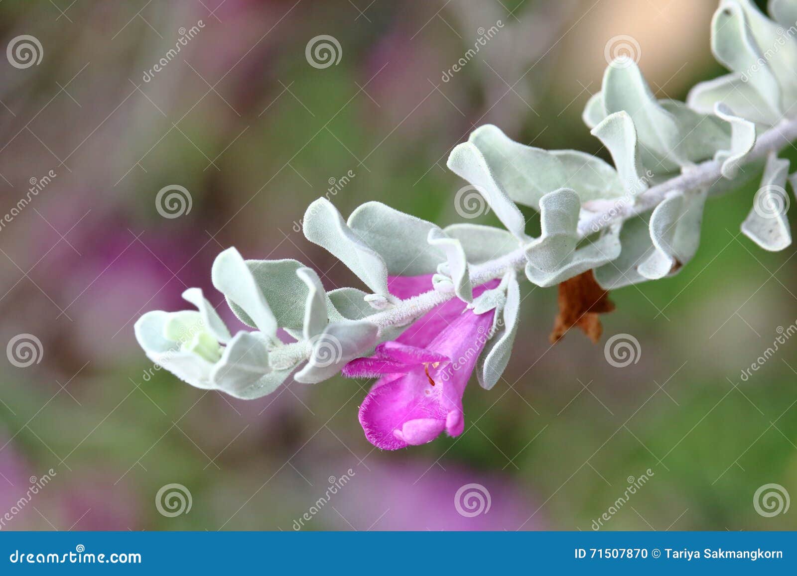 Barometer Bush stock photo. Image of white, plant, leucophyllum 71507870