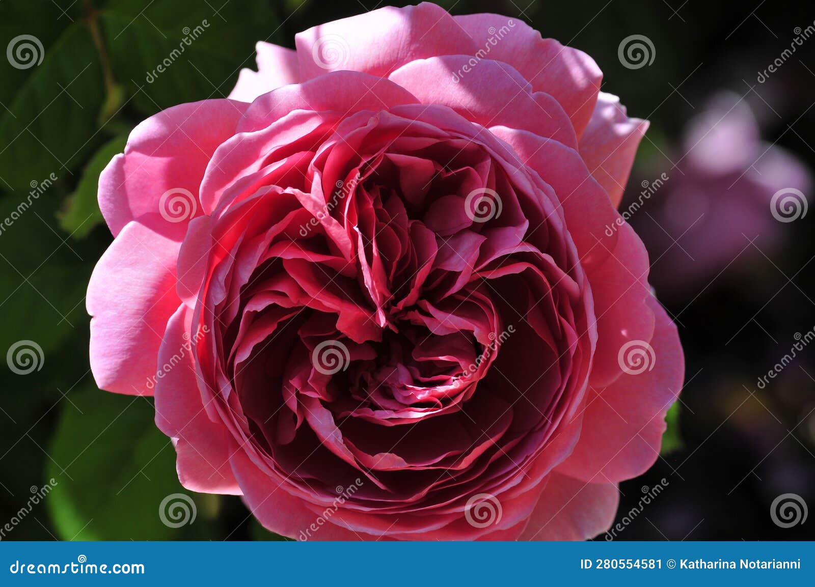 barona rose garden series - princess alexandra of kent - fragrant pink rosa centifolia