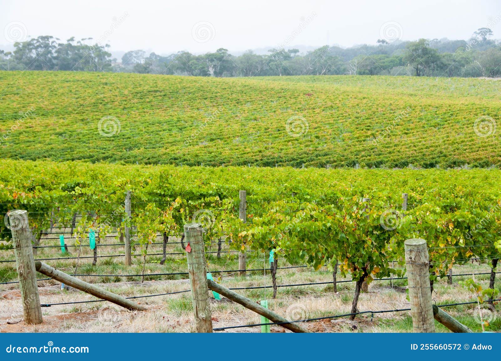 Barossa Valley stock photo. Image of shiraz, travel 255660572