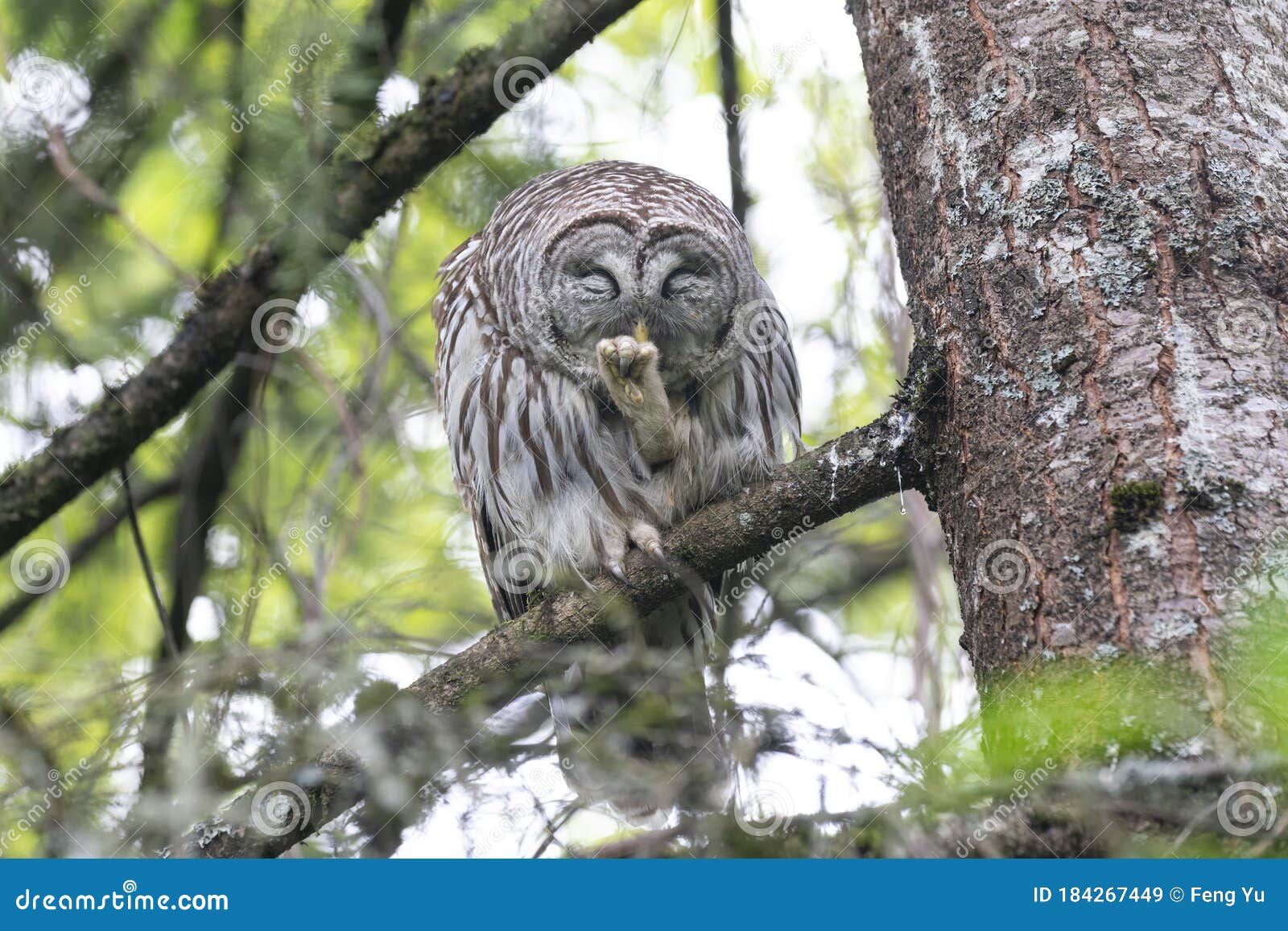 Barred owl bird stock image. Image of claw, columbia 184267449