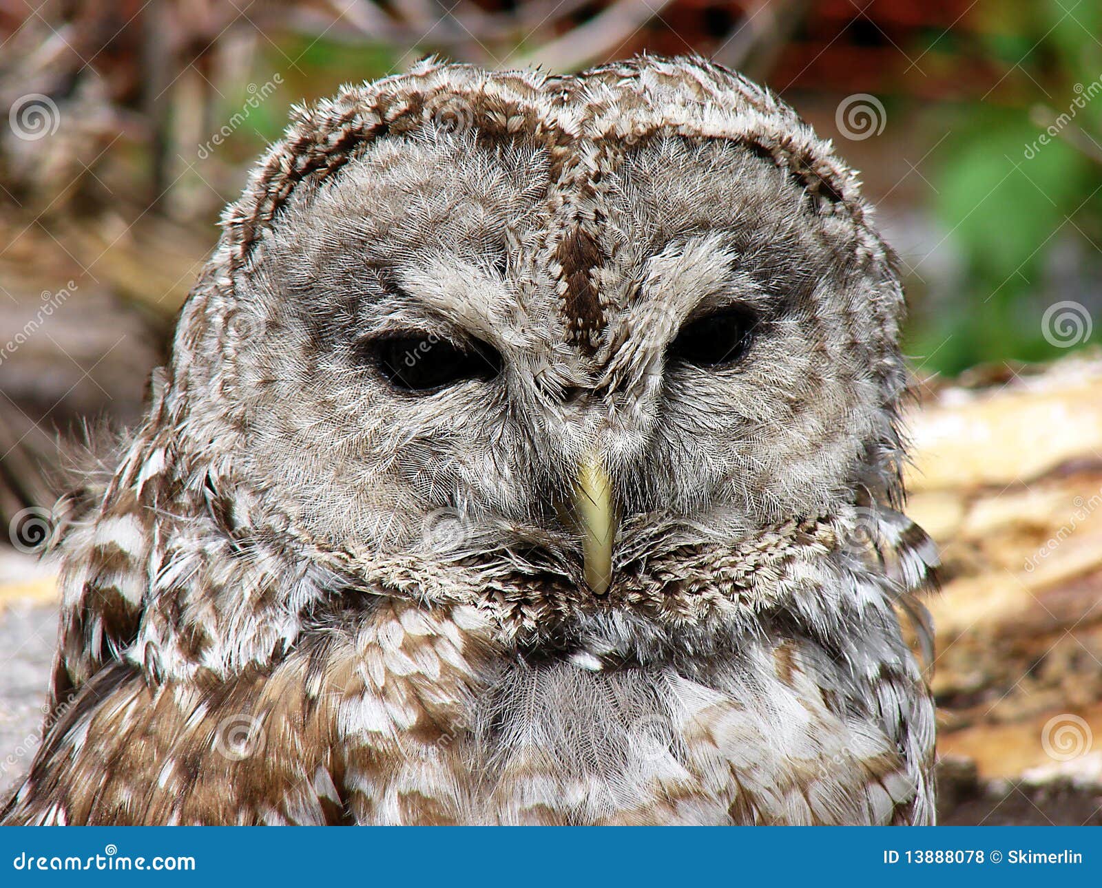 Barred Owl Face stock photo. Image of barred, wings, nocturnal 13888078