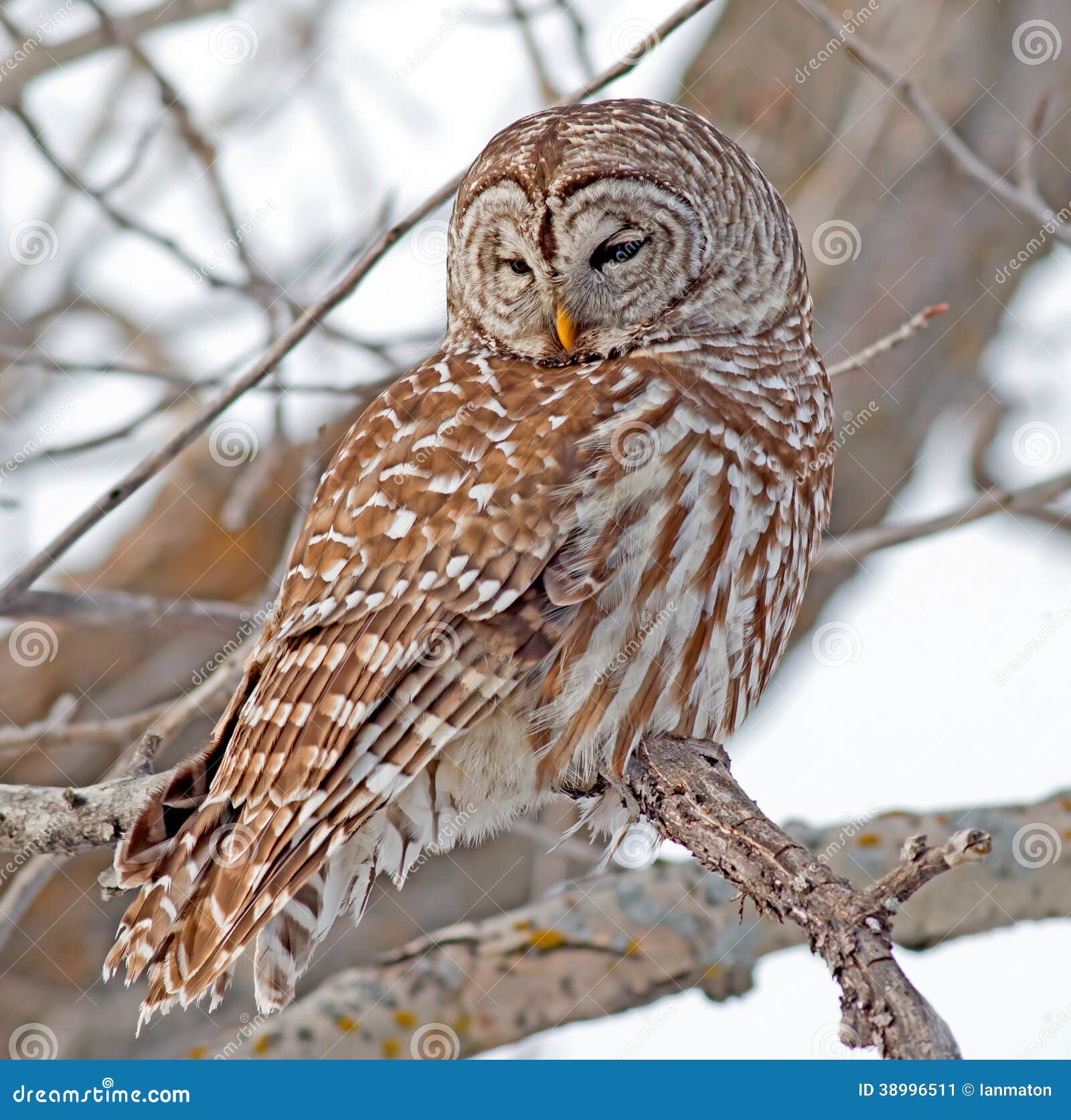 barred owl wingspan