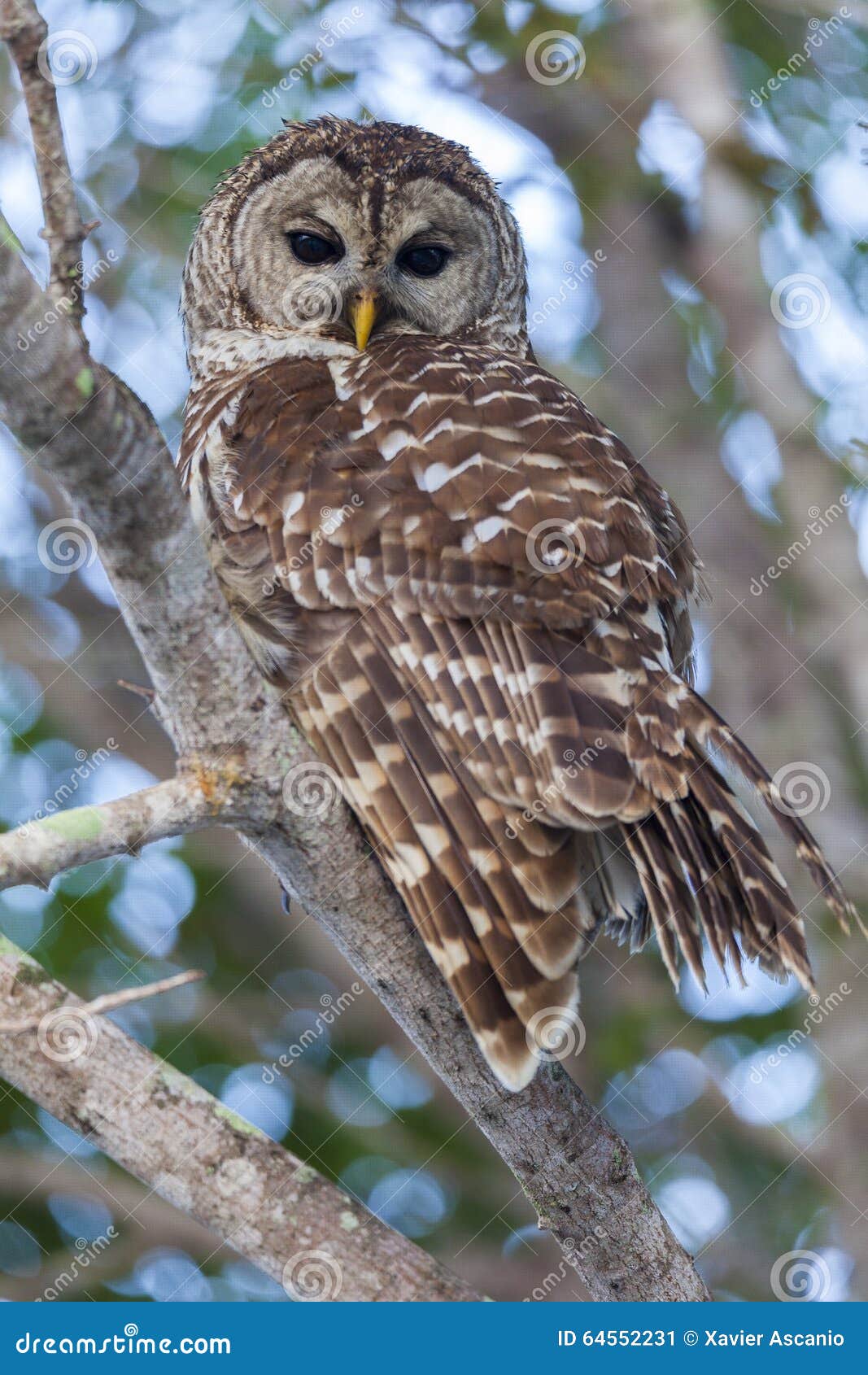 barred owl perched on branch and watching intently