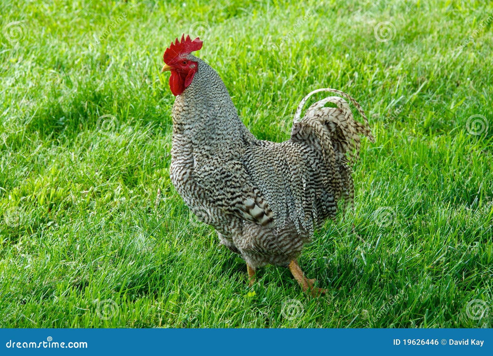 Barred Plymouth Rock Rooster Stock Photo Image of portrait, rooster