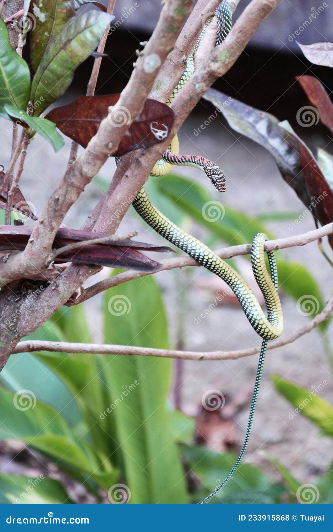 barred tree snake slither on branch plant tree