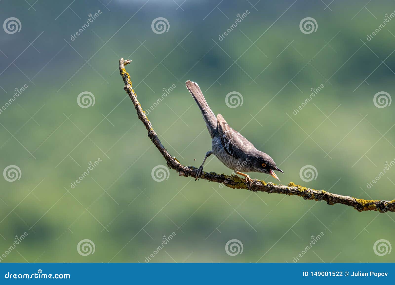 barred warbler sylvia nisoria on tree branch