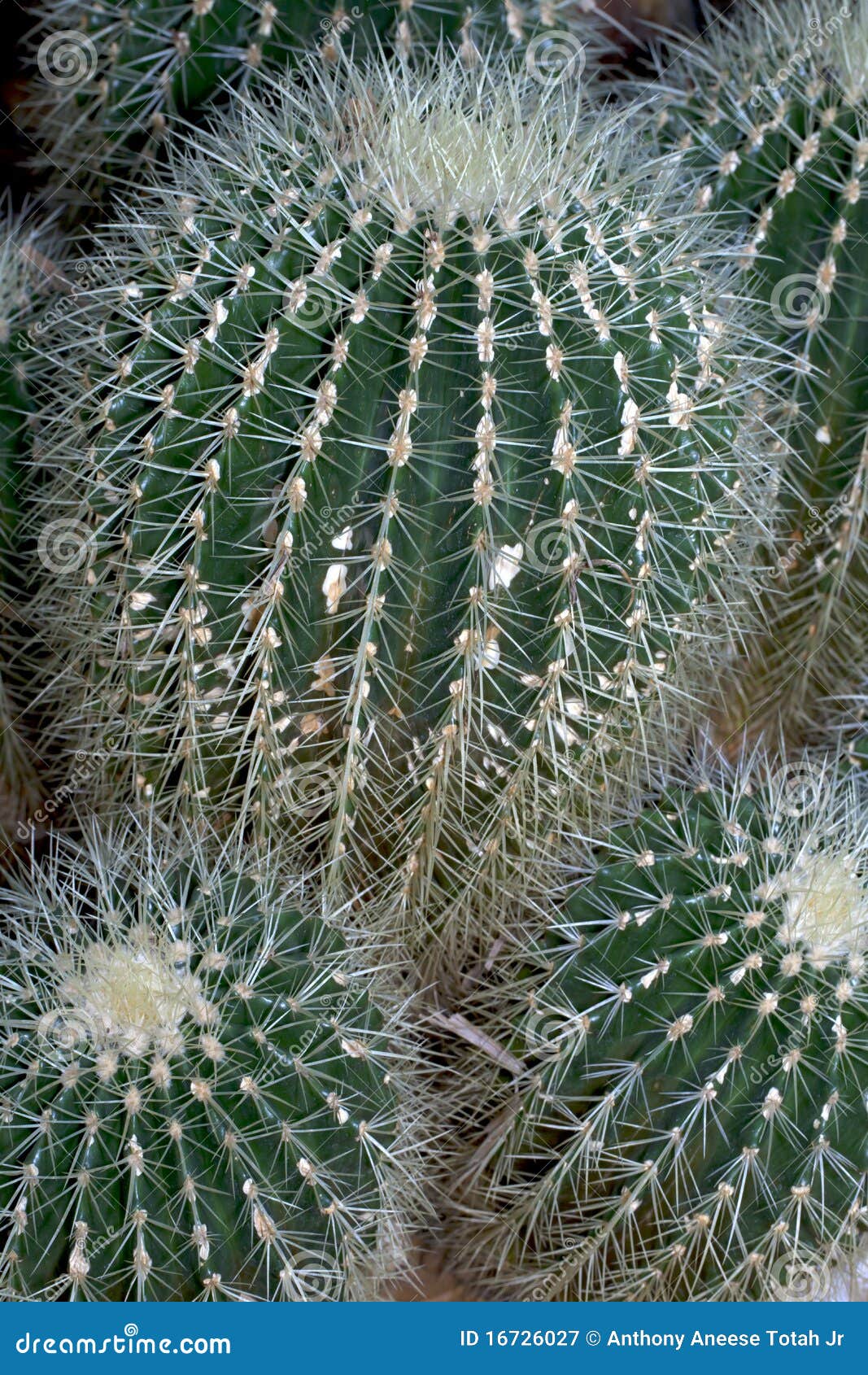 Barrel Cactus stock image. Image of render, botanical - 16726027