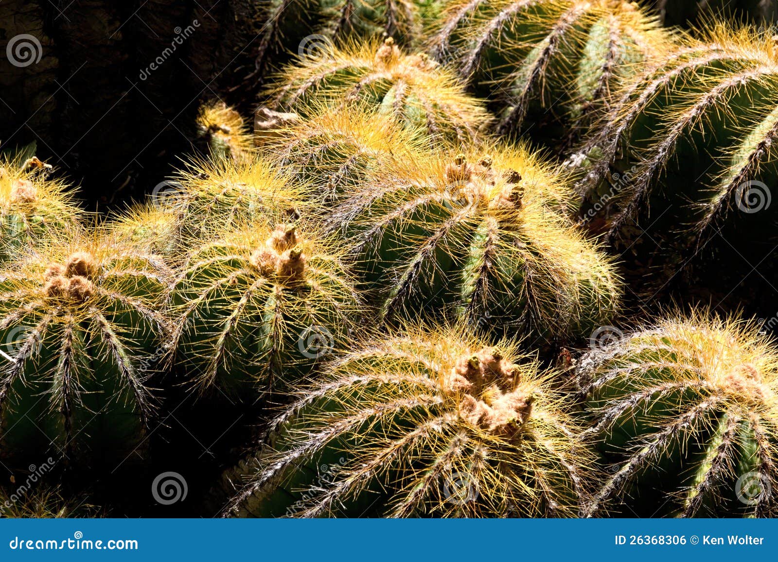 Barrel Cactus stock photo. Image of round, succulent - 26368306