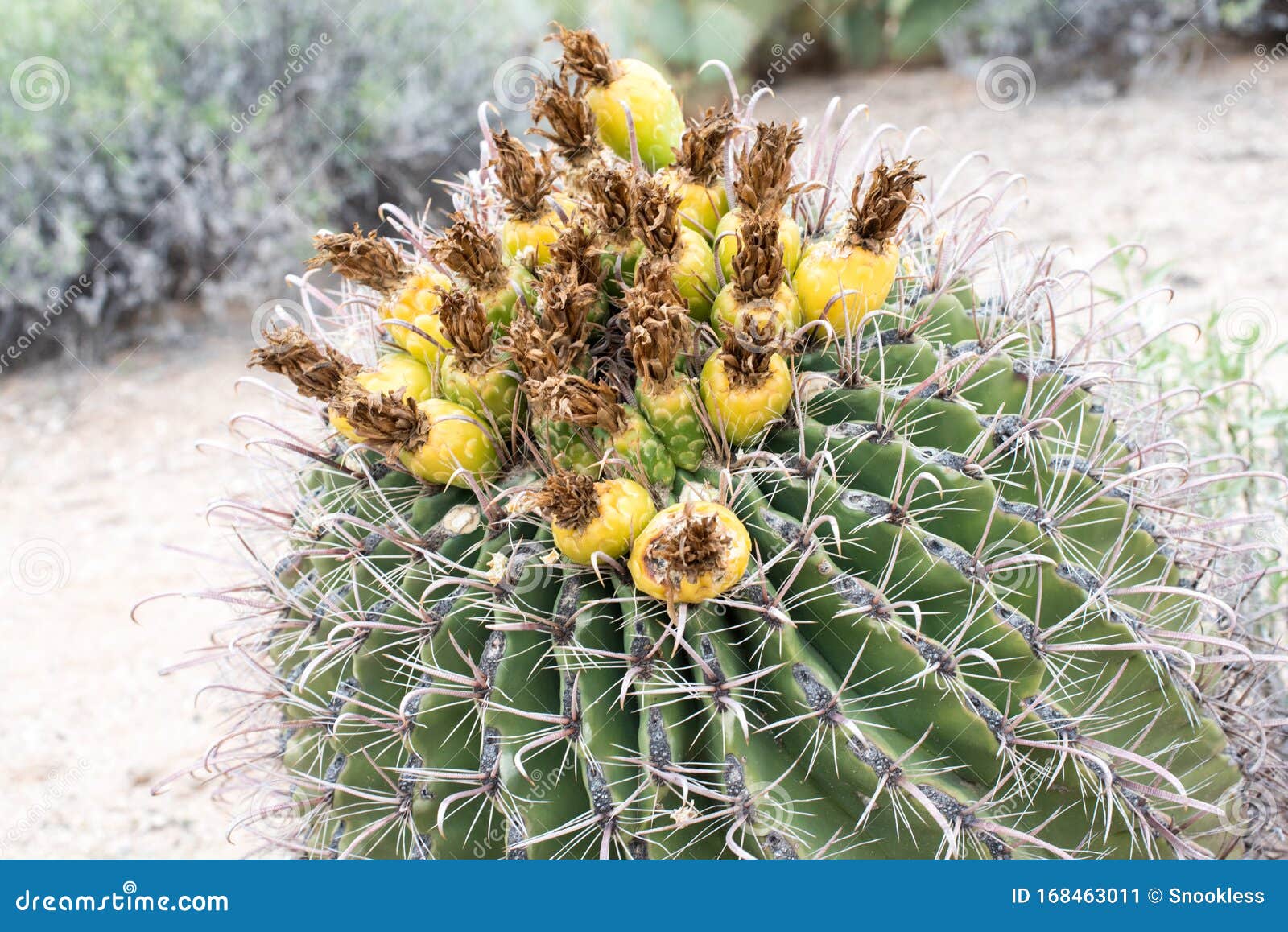 Barrel Cactus with flower stock image. Image of extreme - 168463011