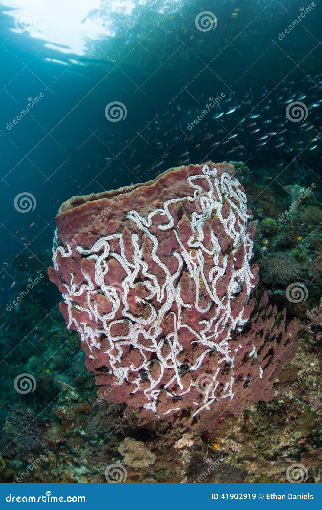 Barrel Sponge and Sea Cucumbers Stock Image Image of biology, niche 41902919