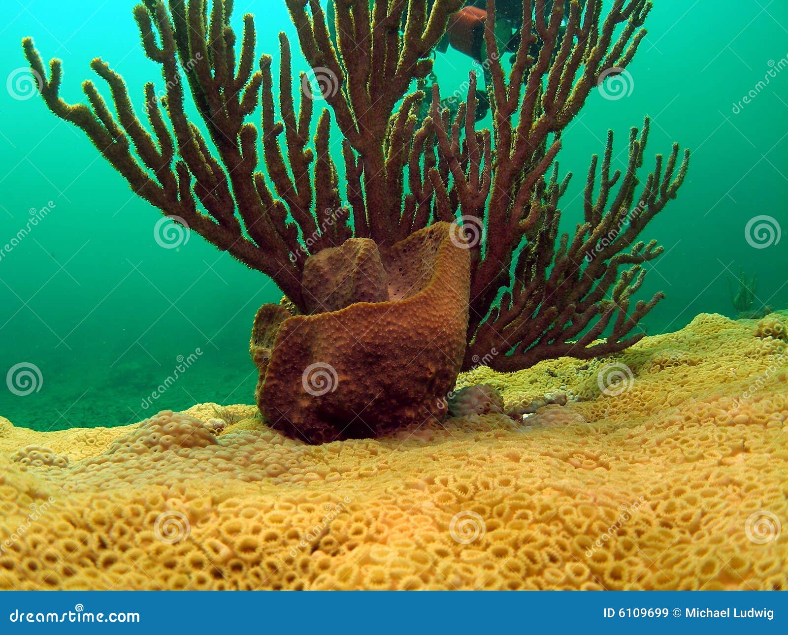 Barrel Sponge And Spiny Sea Rod Picture. Image 6109699