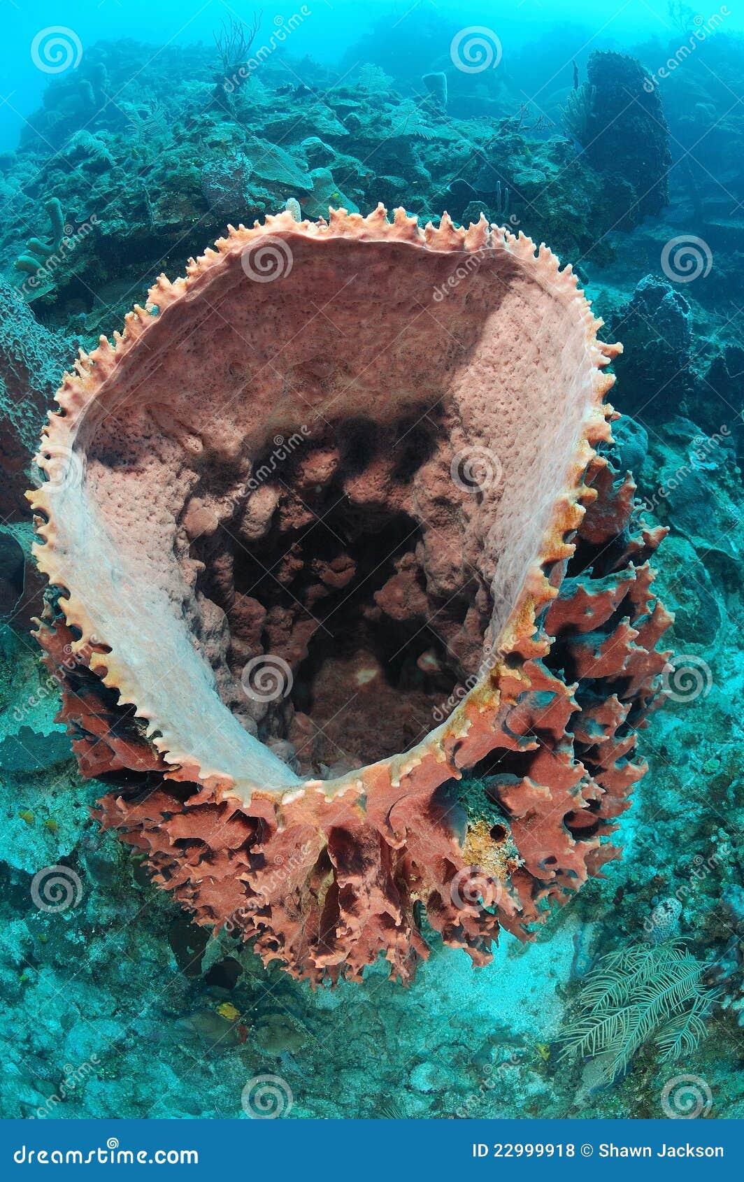 Barrel sponges stock photo. Image of reef, aquatic, submerged 22999918