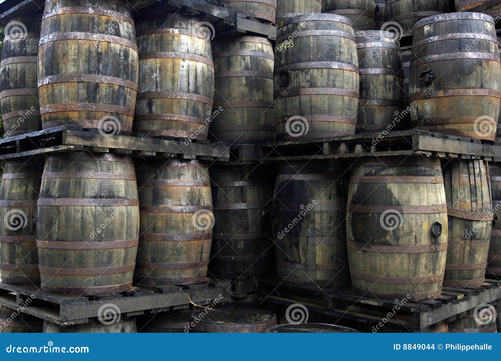 Barrels of old rum stock photo. Image of field, wine, leaf 8849044