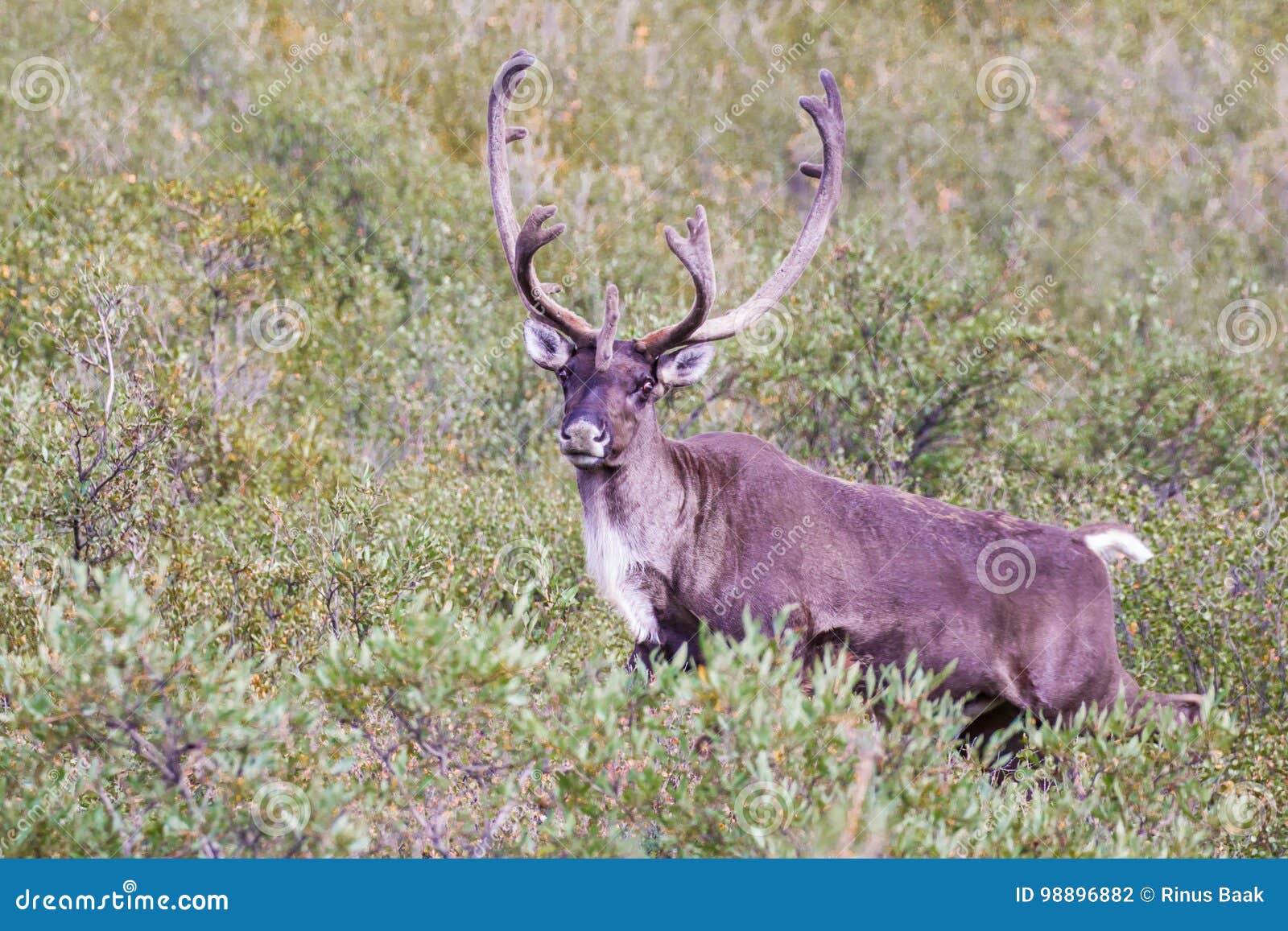 barren-ground caribou