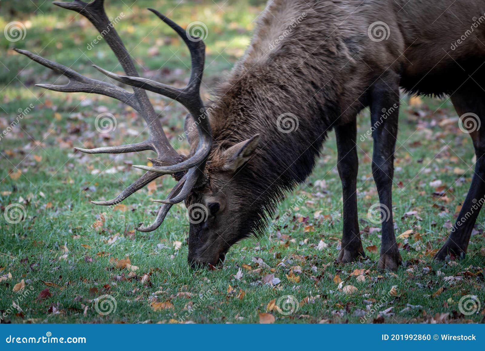 Barrenground Caribou Eating Grass in a Park Stock Photo Image of