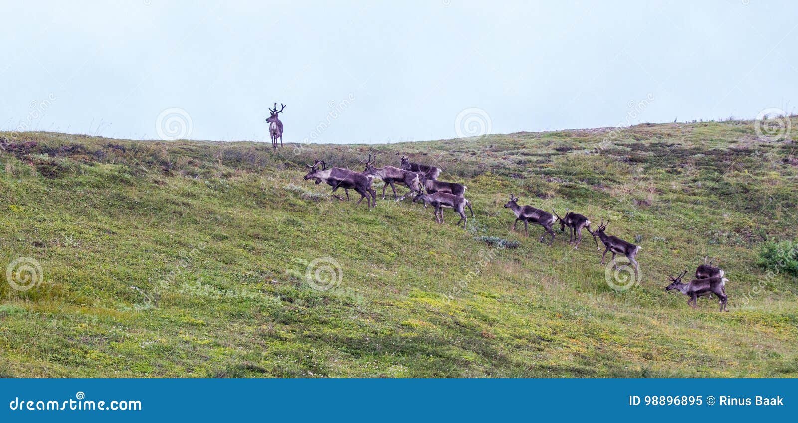 barren-ground caribou