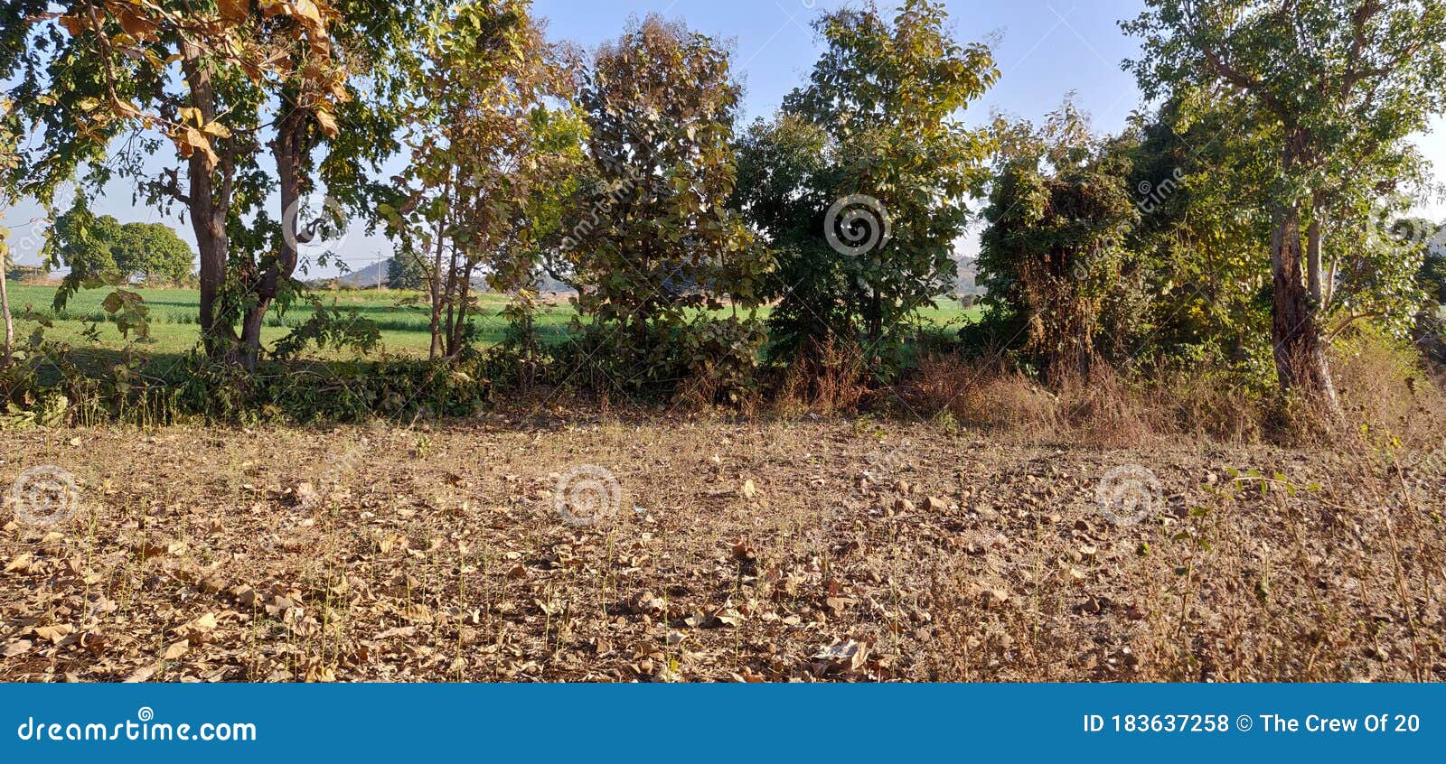Barren land with trees stock photo. Image of tree, land 183637258