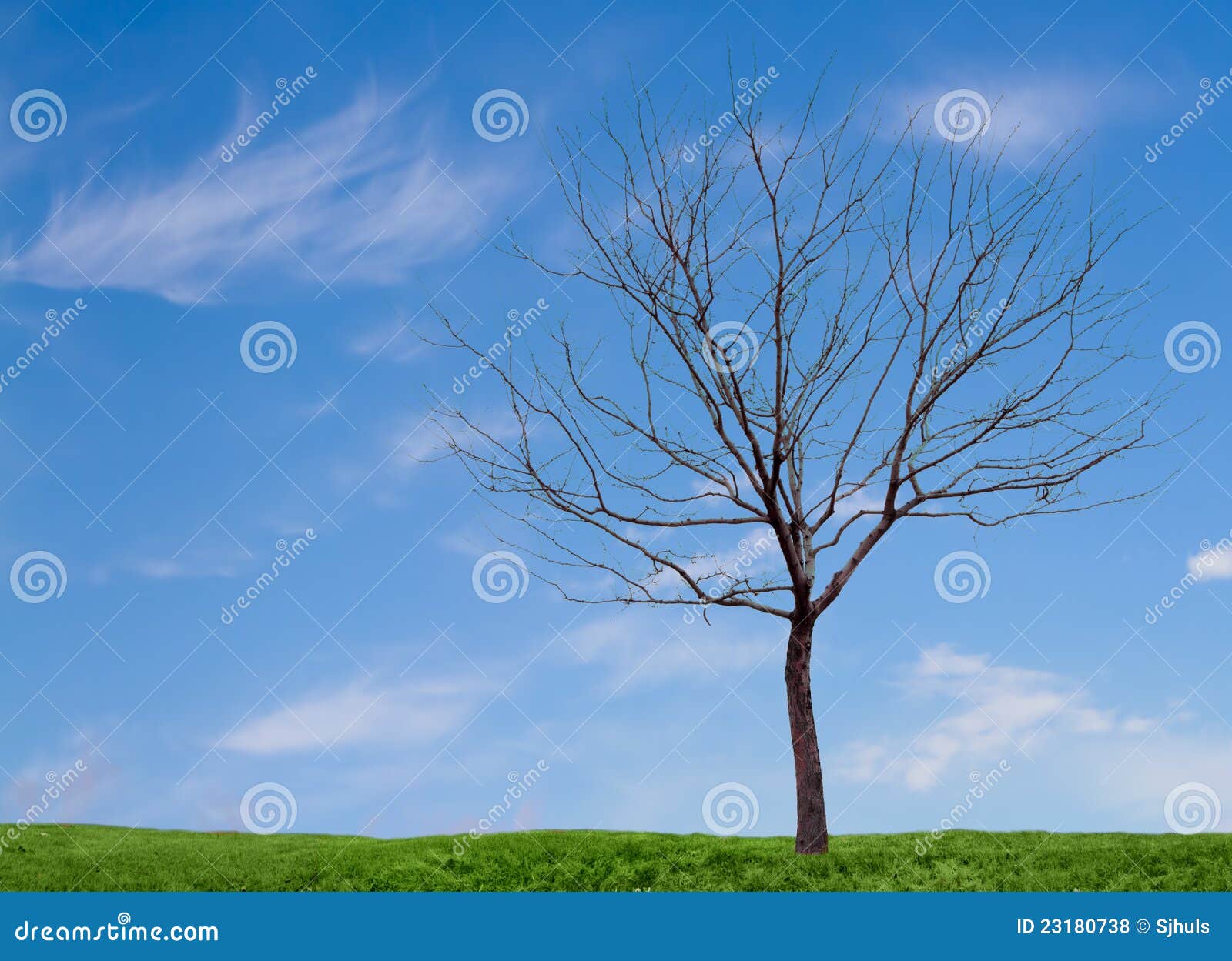 a barren tree with a blue sky and grass