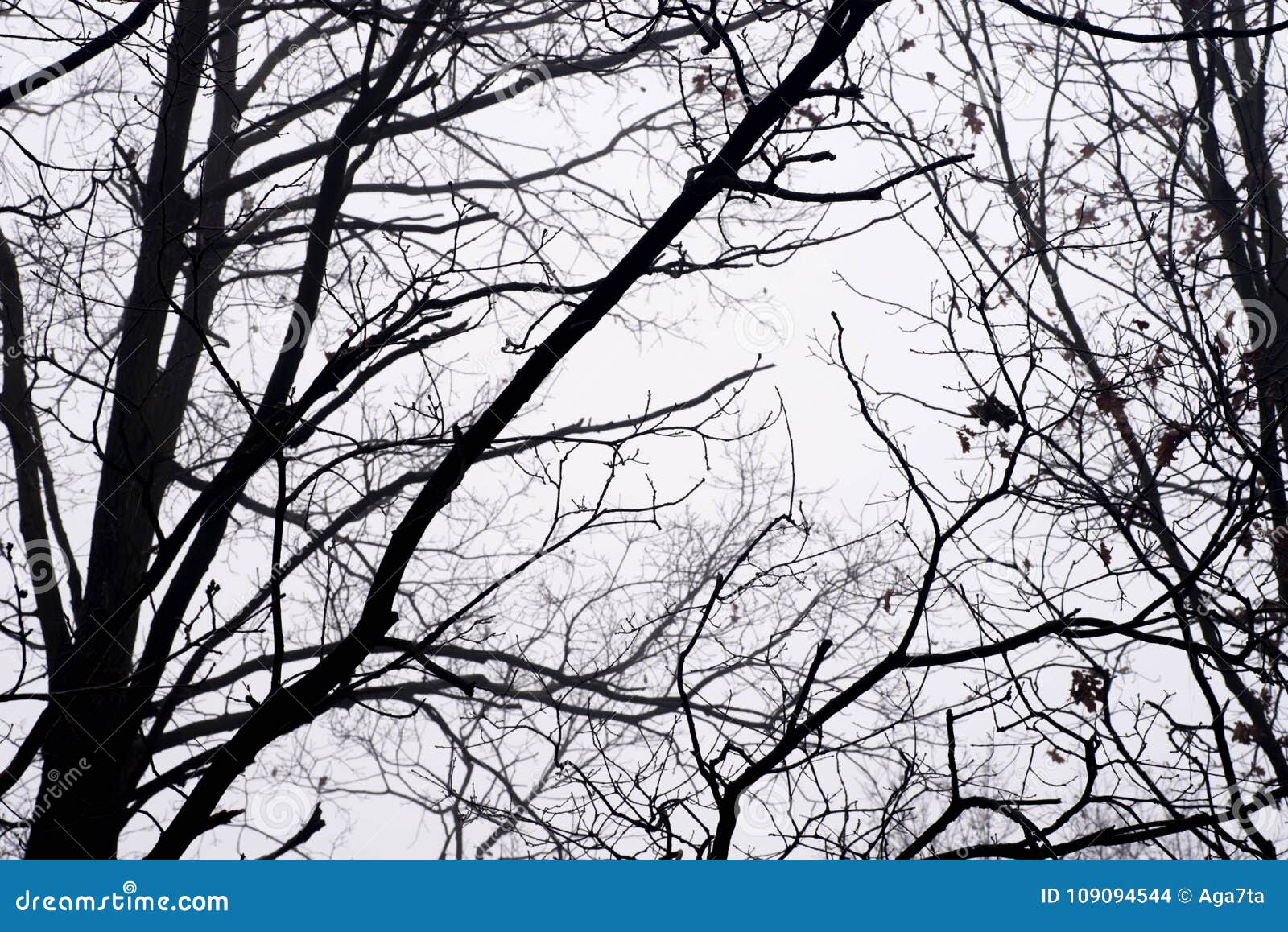 Barren Tree Branches Against Sky on Foggy Morning Stock Photo - Image