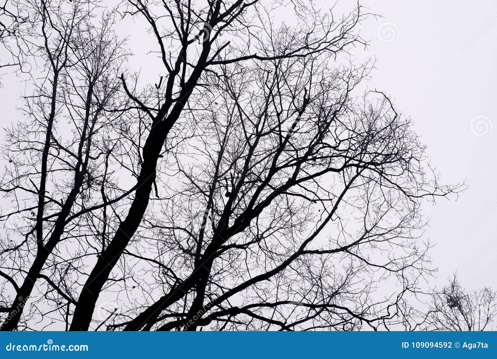 Barren Tree Branches Against Sky on Foggy Morning Stock Photo - Image