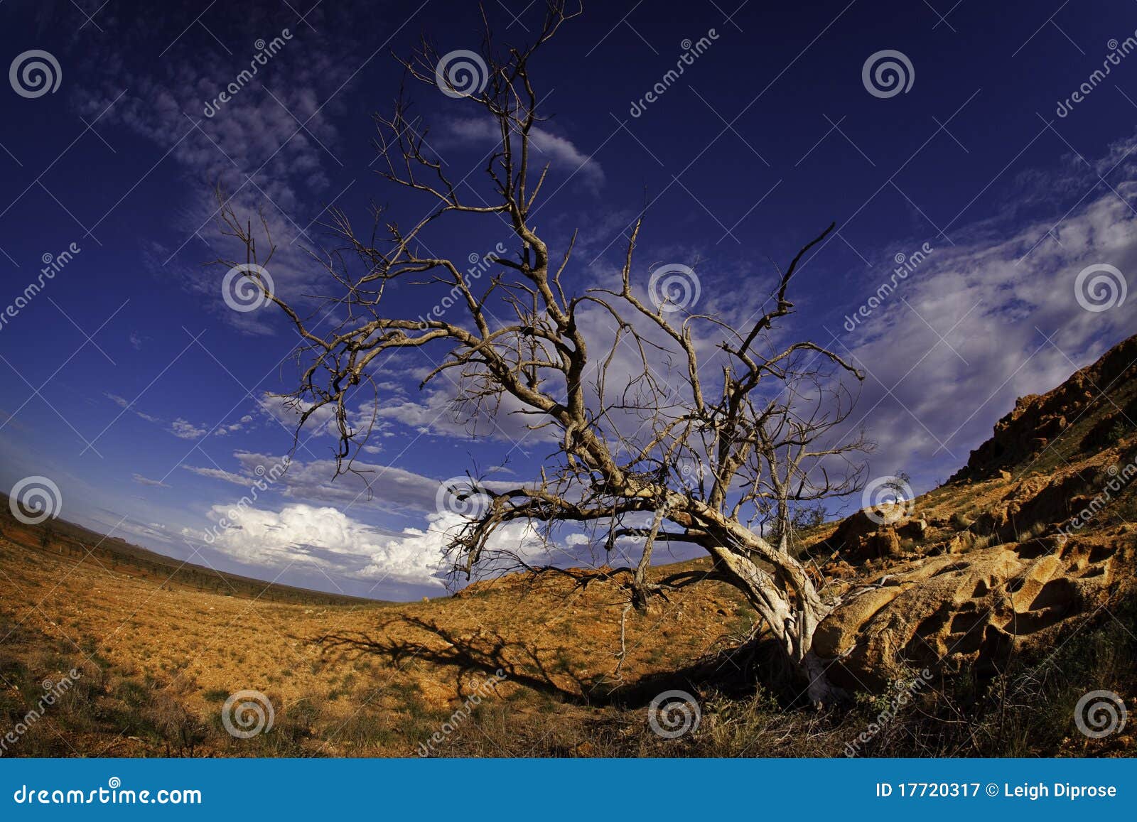 barren tree in desert