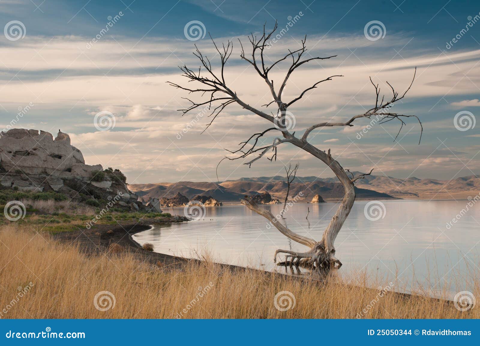 barren tree in desert oasis