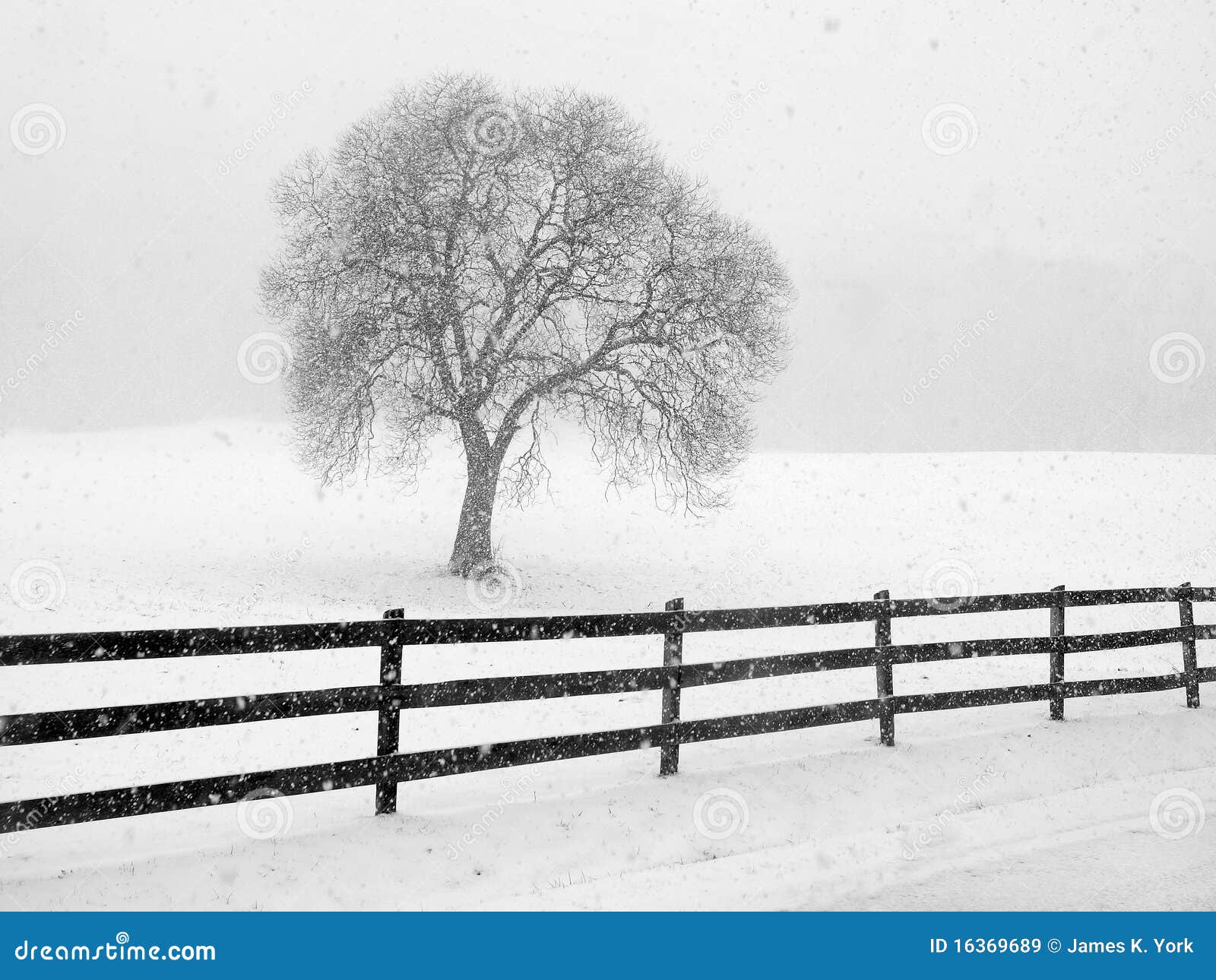 barren tree in snow