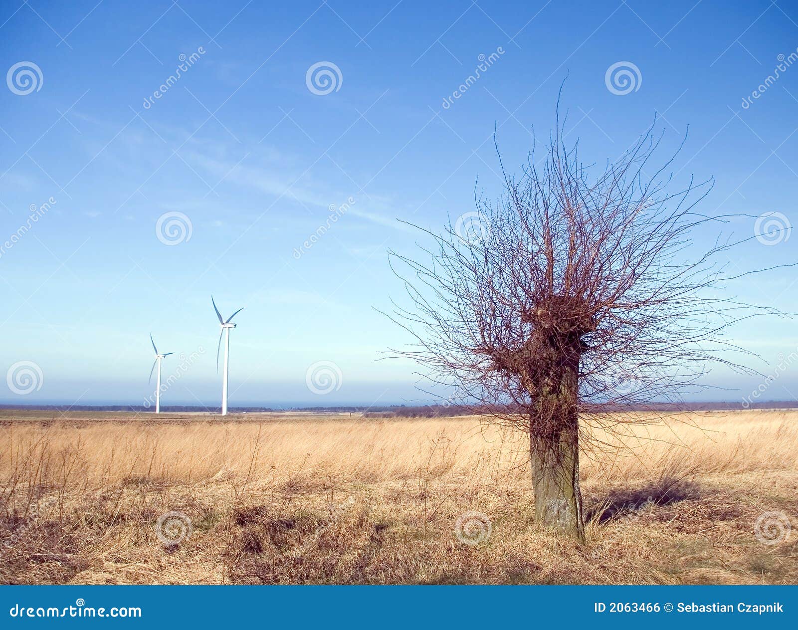 barren tree, wind turbines