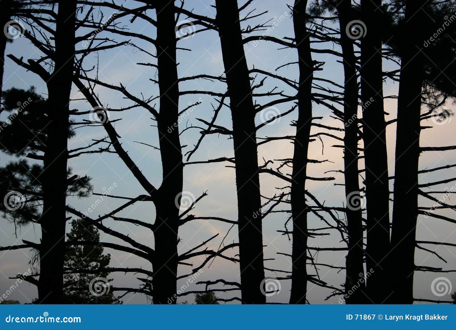 barren trees