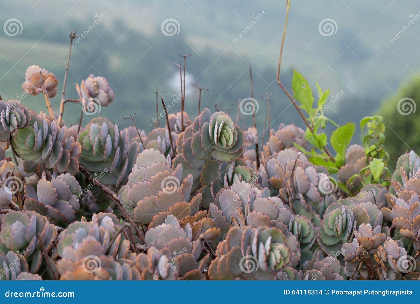 barrera cactus