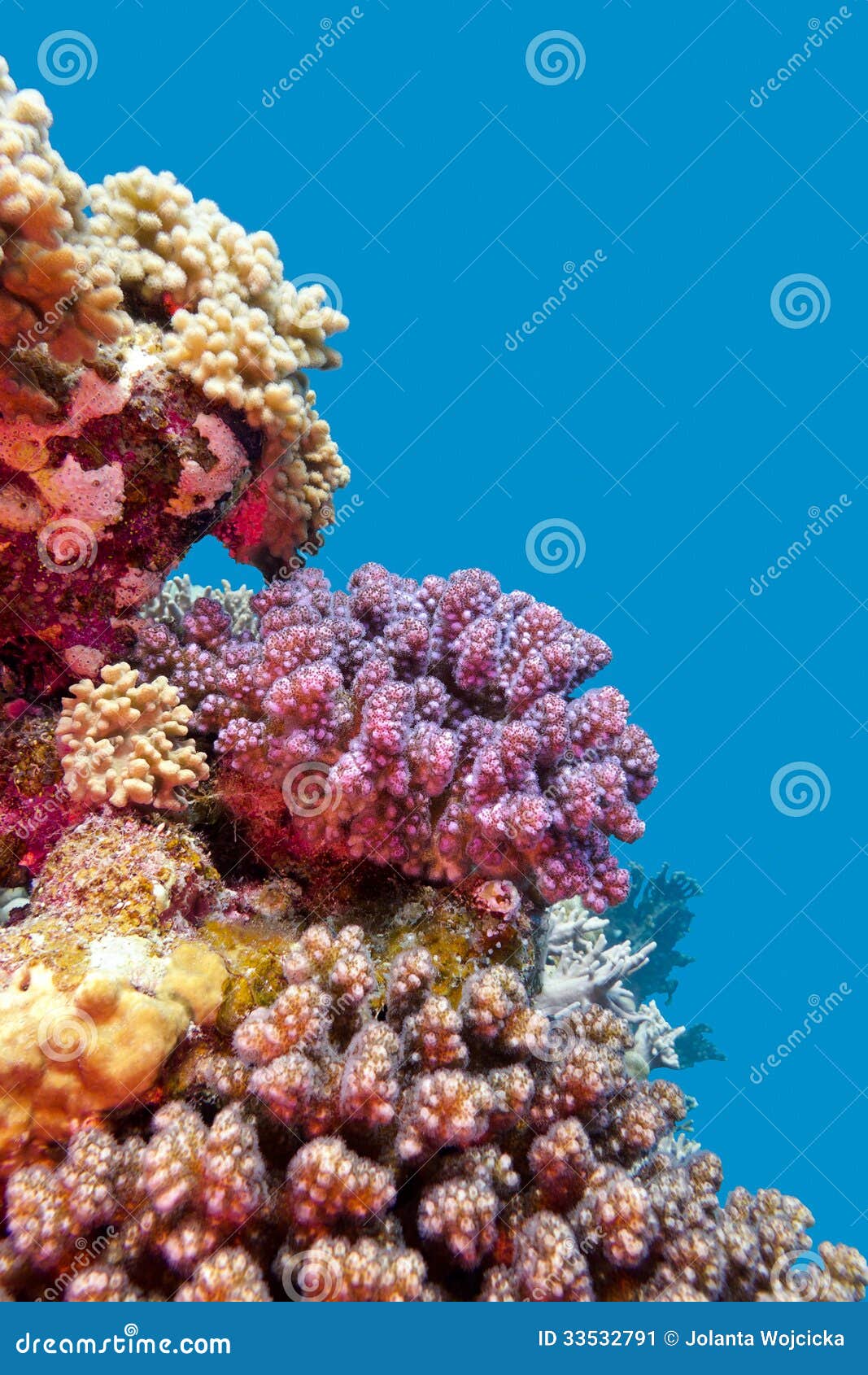 Barriera Corallina Con Il Poccillopora Duro Viola Dei Coralli Al Fondo Del  Mare Tropicale Sul Fondo Dell'acqua Blu Immagine Stock - Immagine di  bellezza, pesci: 33532791