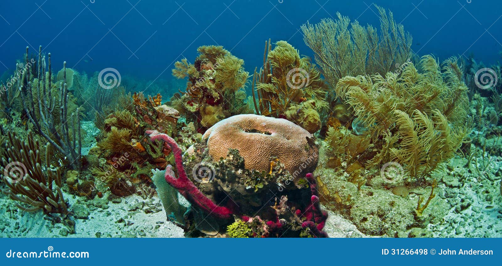 Gancio Doppia Corallina 316 In Acciaio Inox Corrente Di Immersione Gancio Doppia Corallina Con Cordino A Spirale(Verde