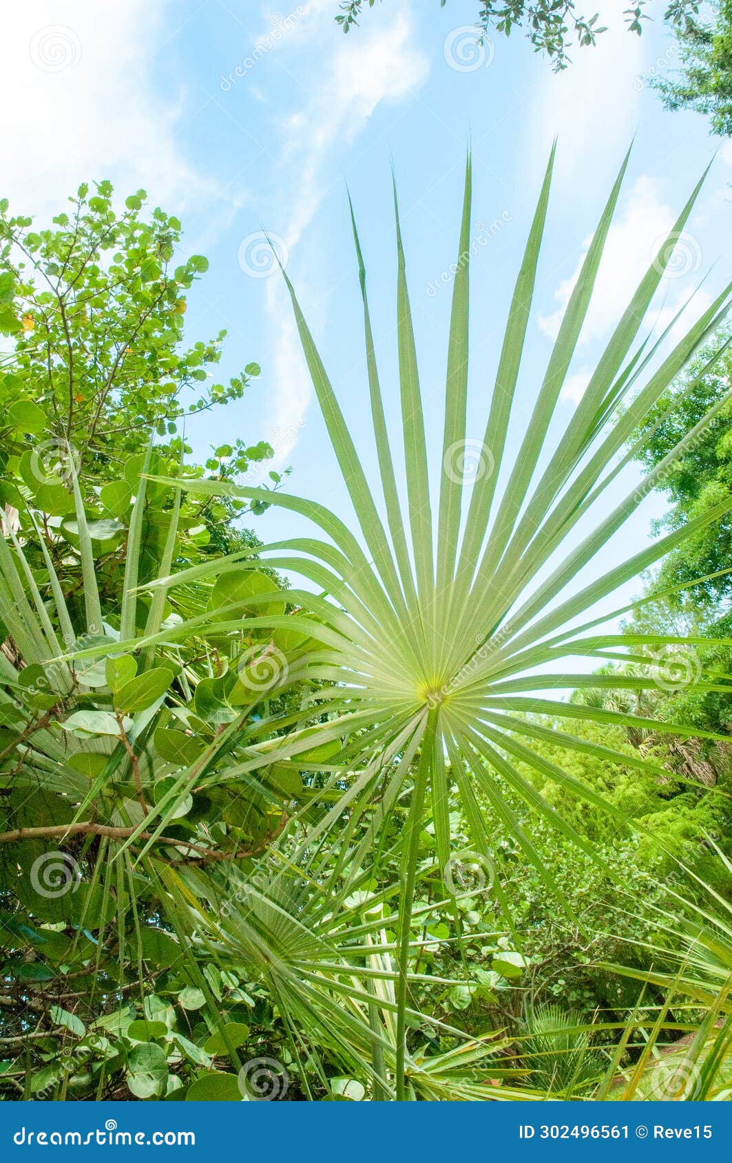 barrigon palm, against blue sky