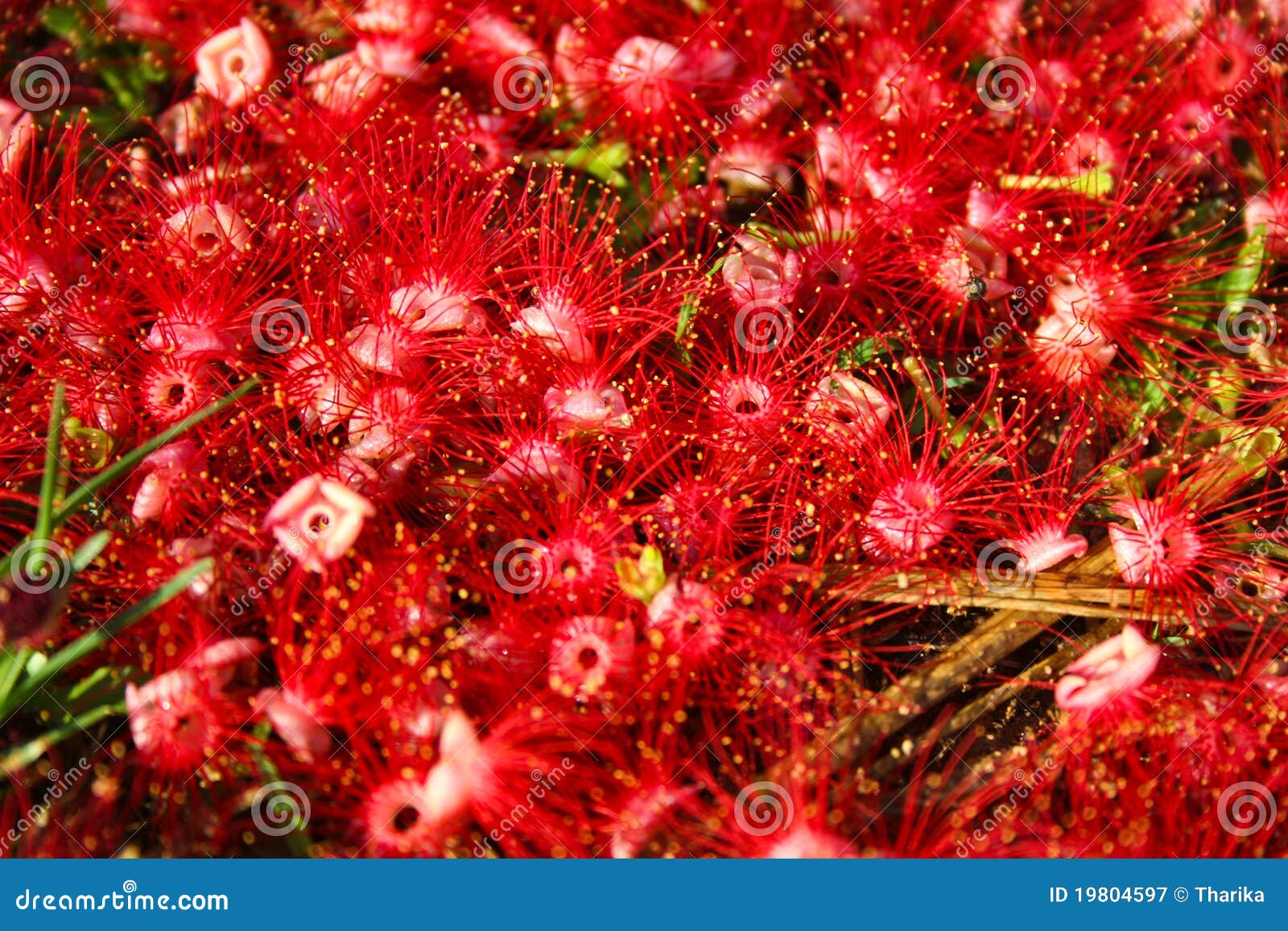 Barringtonia Acutangula,plant,tree,Indian Oak Stock Image Image of
