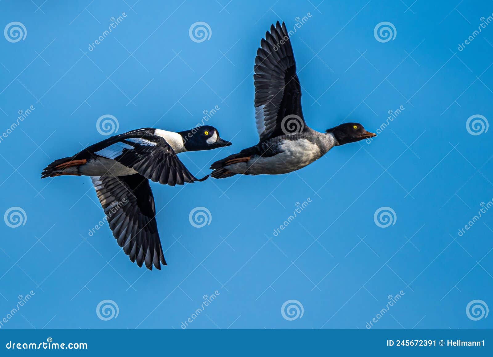 barrow`s goldeneye ducks