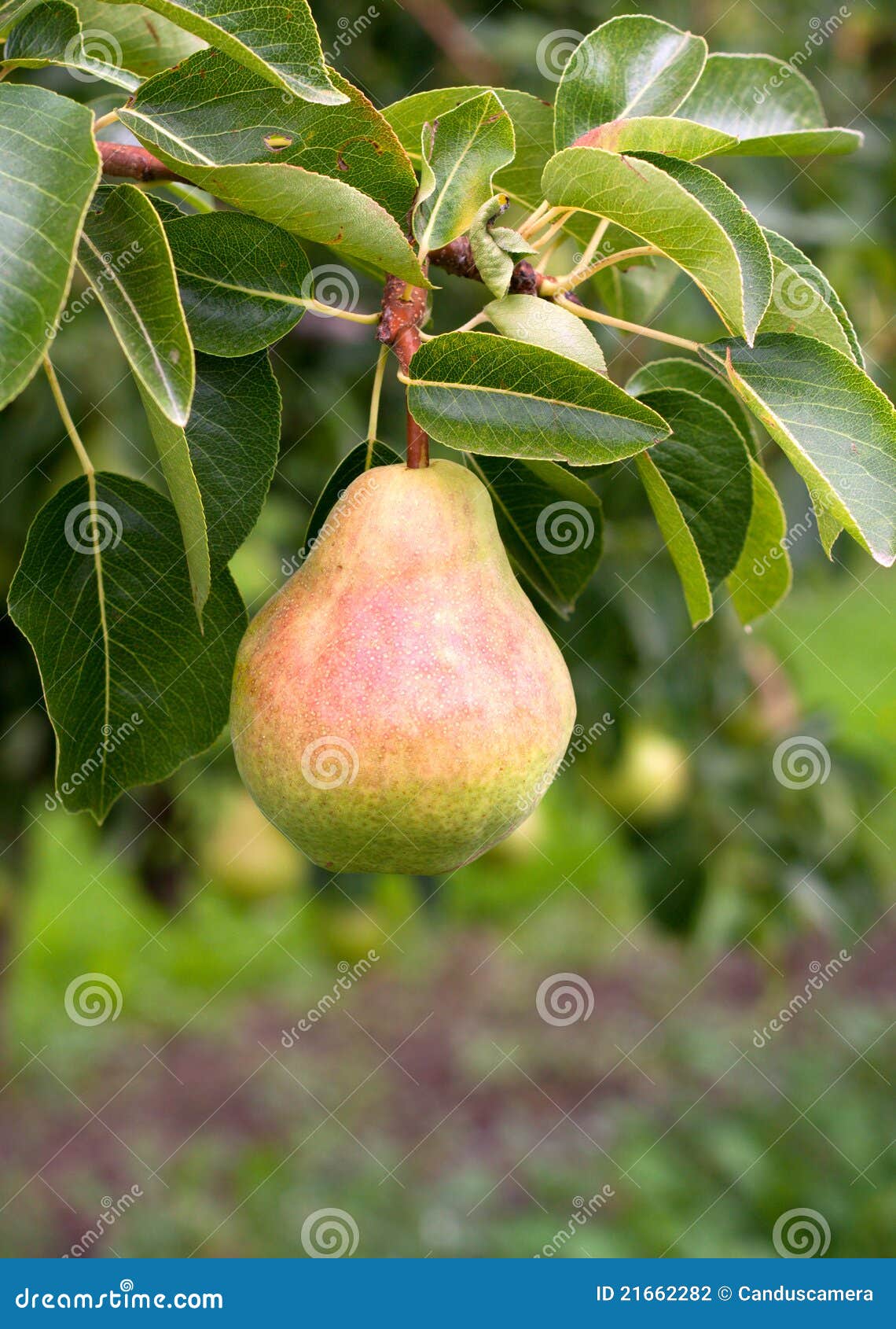 Bartlett Pear Ready for Picking Stock Photo Image of grove, healthy
