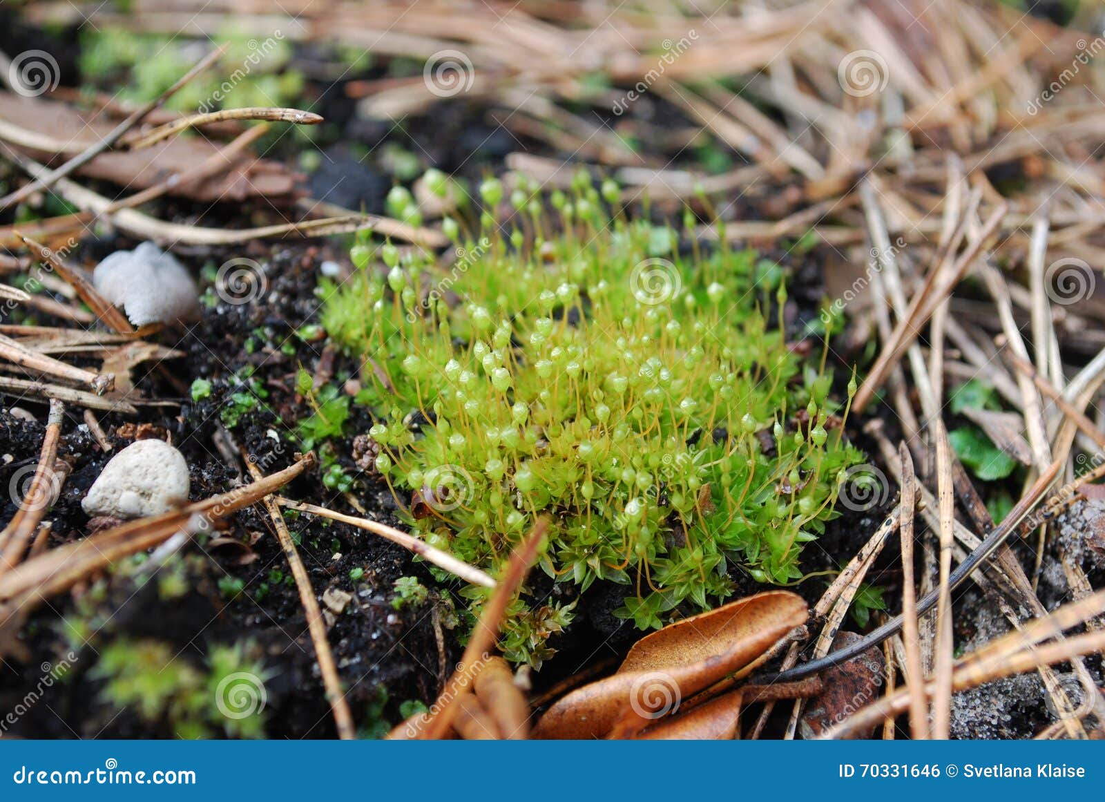 https://www.dreamstime.com/stock-photo-bartramia-pomiformis-common-apple-moss-species-bartramiaceae-family-typically-green-glaucous-image70331646