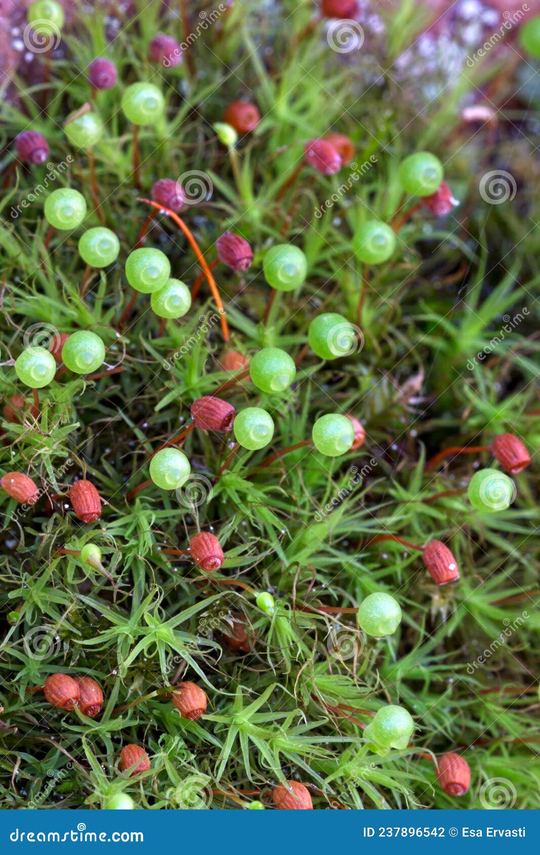 https://www.dreamstime.com/bartramia-pomiformis-spherical-asymmetrical-capsules-mm-long-green-become-brownish-ridged-furrowed-age-grows-image237896542