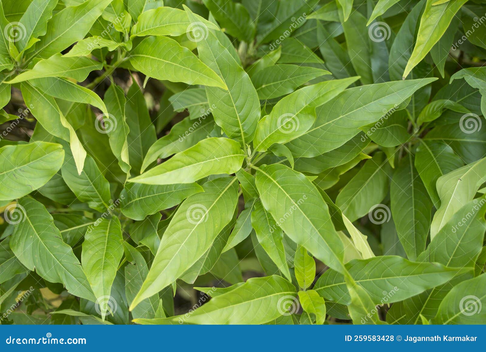 basak is an indian subcontinental herb.