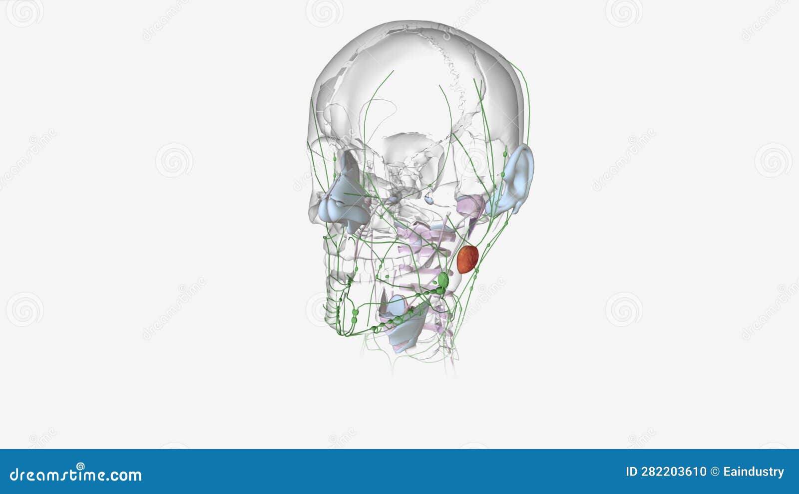 Basal Cell Carcinoma Stage II Stock Footage Video of morphology, photomicrograph 282203610
