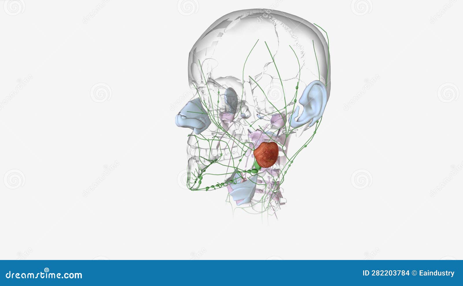 Basal Cell Carcinoma Stage III Stock Footage Video of tissue, micrograph 282203784
