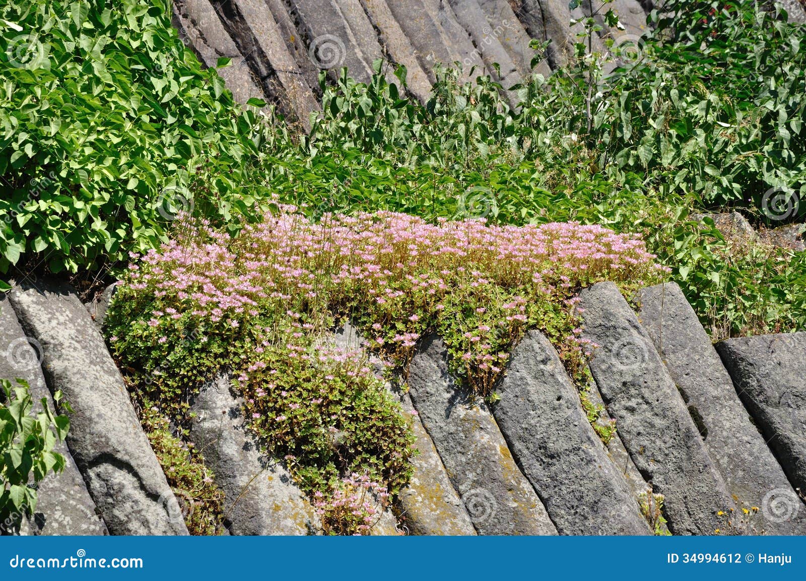 Basalt stock photo. Image of rock, grow, sight, season 34994612