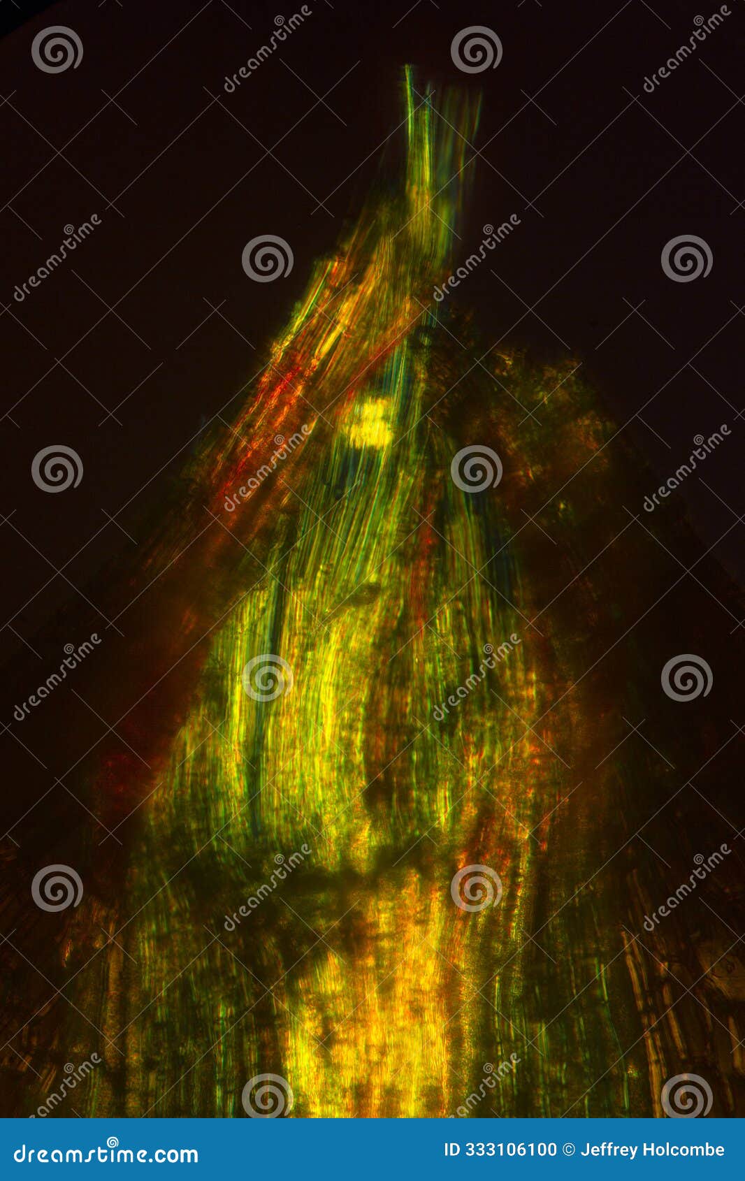 base of a branch leaf from the wavy broom moss